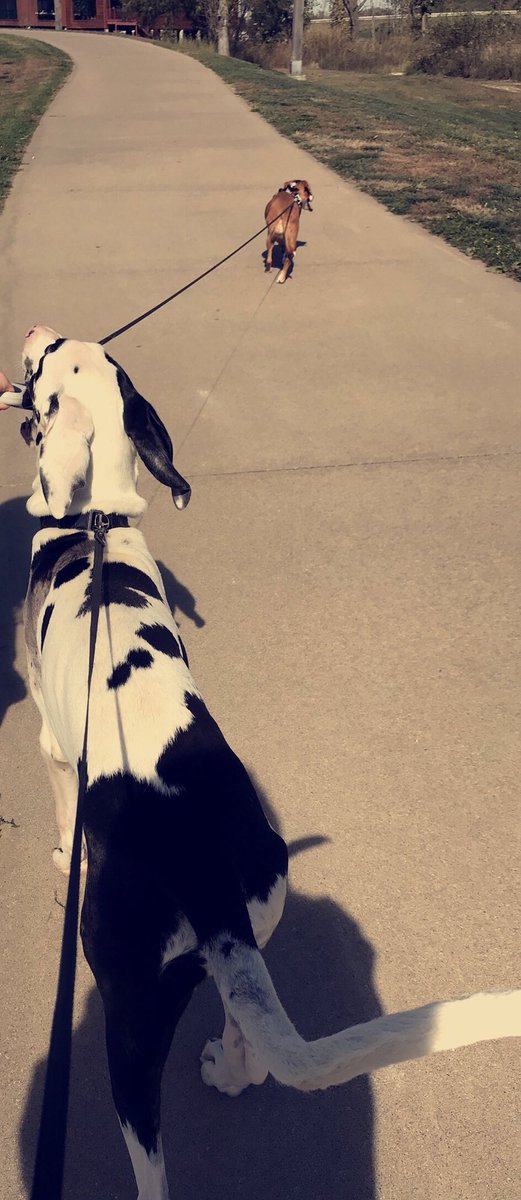 GreatDaneHomer's tweet photo. Got my girl on a leash @badtootheboneee https://t.co/fI2dcKvXYq