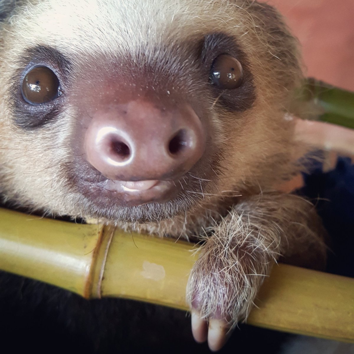 ToucanRescue's tweet photo. Are you excited for #InternationalSlothDay !? 🐽 Sloth Ironman Games Oct 20! https://t.co/hNAkqxPkVG