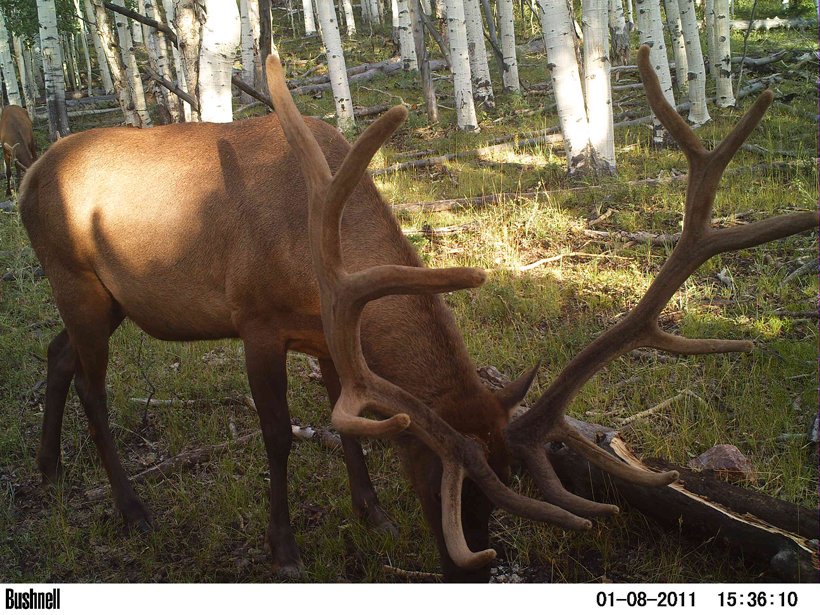 TrailCamNation's tweet photo. #ElkWednesday https://t.co/CqQKMIBuZz