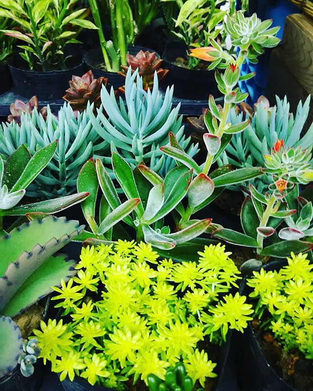 O Xrhsths 高知の日曜市 土佐の街路市 Sto Twitter 多肉植物 どれでも１鉢0円です 高知木曜市 木曜市 今日のおすすめ 多肉植物 山本きみ T Co Ttp99hjyu1