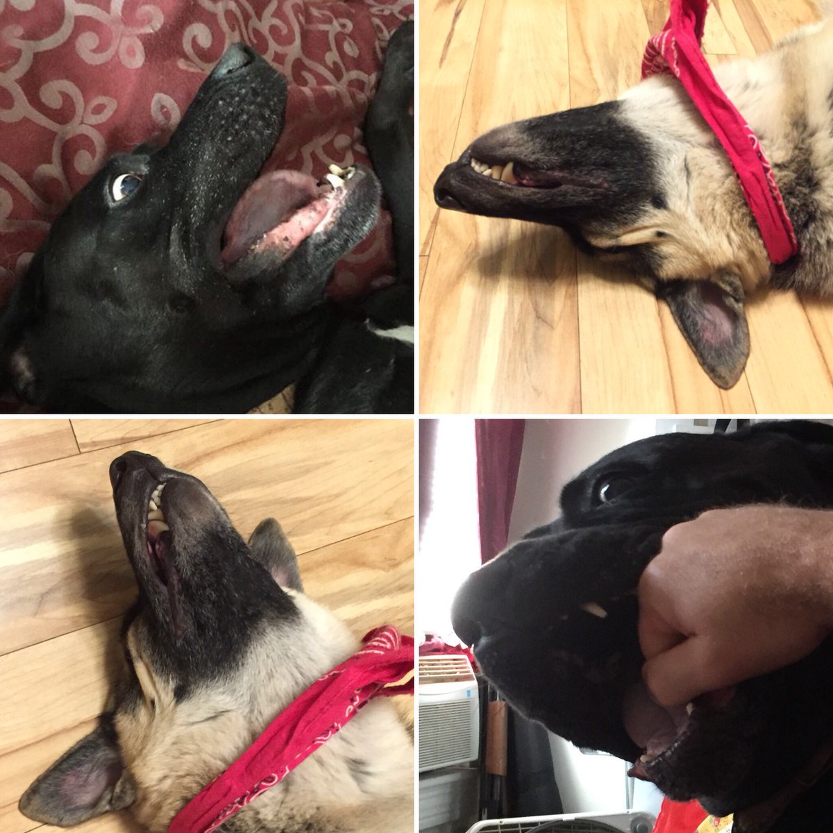 TheLanther's tweet photo. Baloo and McKenzie Presenting: their best scary faces for the upcoming All Hallow’s Eve!!! #Grrr #Snarl #Howl https://t.co/EIQGmDk1T3