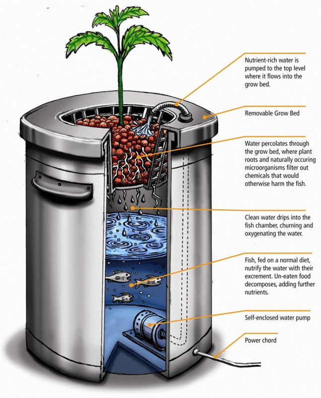 basil_grower's tweet photo. How #aquaponics works (a complete overview): 

> https://t.co/iYnHXltgaI https://t.co/S1Ynw7Kqvl