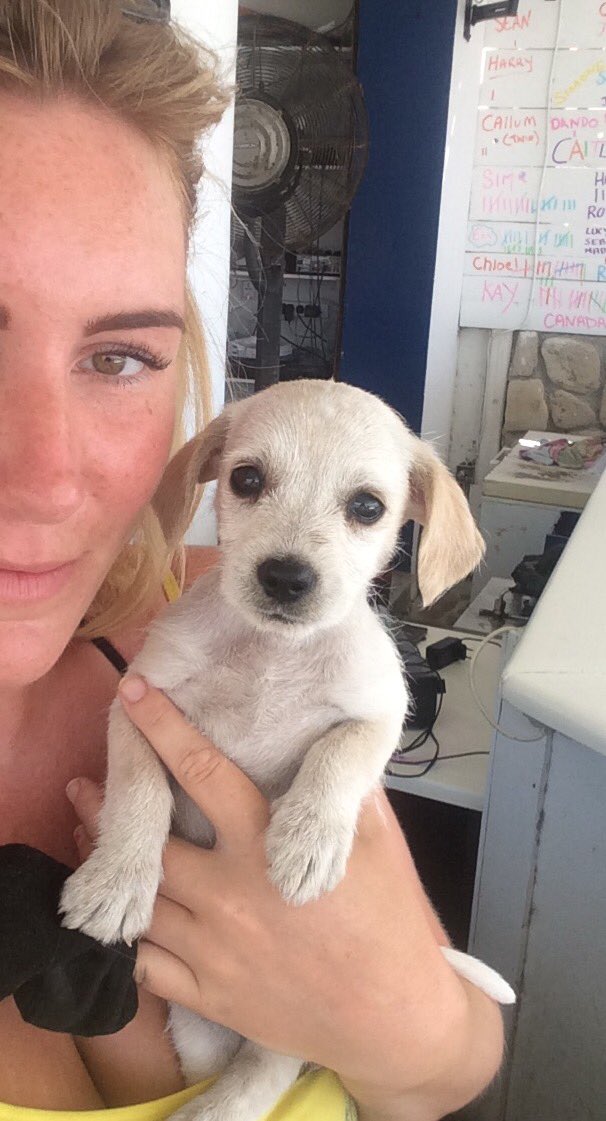 If you want to rescue a stray - please adopt via <a href="/ZanteStrays/">Rescue Zante Strays</a> the island needs your help ❤️