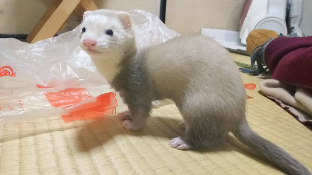 1010_fiona's tweet photo. 成長するにつれて胴が伸びてくる。。。不思議。。。(*´﹃`)
#フェレット #ferrets https://t.co/oLOp2Jv8pk