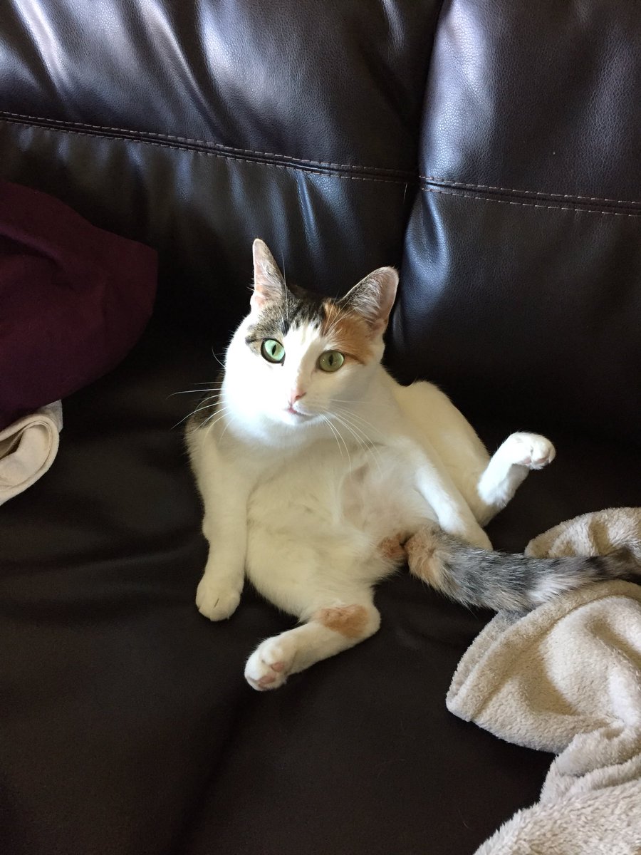 LindsayGroff's tweet photo. #ellenratemycat #CatWeek https://t.co/xosfWjVBmY