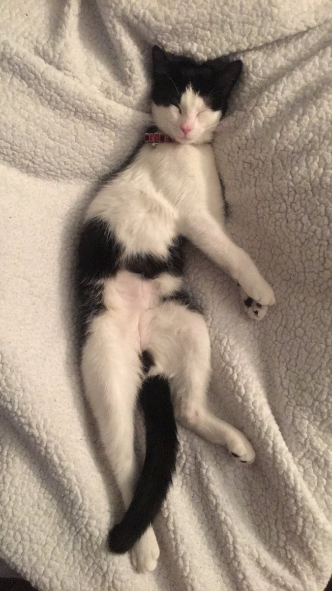 ToniahLove's tweet photo. @TheEllenShow  #EllenRateMyCat #CatWeek https://t.co/PpwKeed9Gw