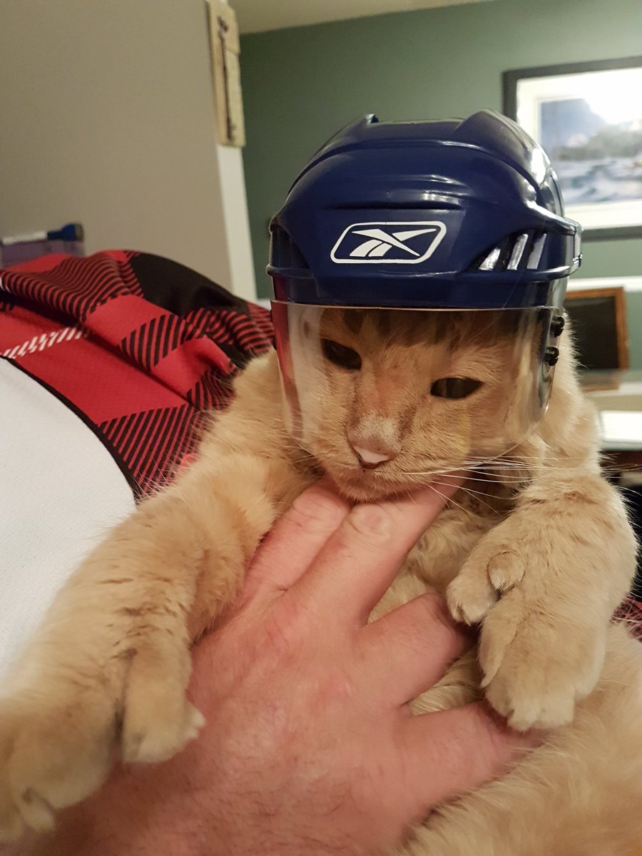 Heathercacoem's tweet photo. @TheEllenShow #ellenratemycat my (Captain) Morgan has thumbs (And a helmet!) https://t.co/Fg9koh4hyk