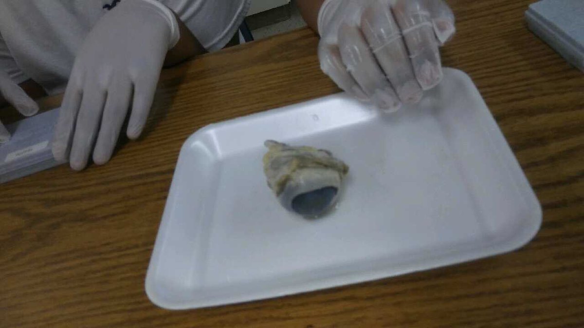 Our Vision Impaired students dissecting a cow’s eye! Nothing limits our ability to learn. @PackLeaderHCPS <a href="/Jeff_Eakins/">Jeff Eakins</a> <a href="/HillsboroughSch/">Hillsborough Schools</a>