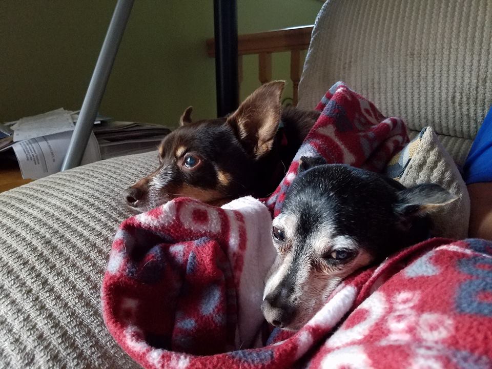 PetGuideUSA's tweet photo. Say hi to Lilly & Felix
Want to get featured?
Upload a photo here: https://t.co/BvJiH6lQ6X
Tag it #ThePetGuide
#dogsoftwitter #MinPin https://t.co/31ck1bQ7Oy