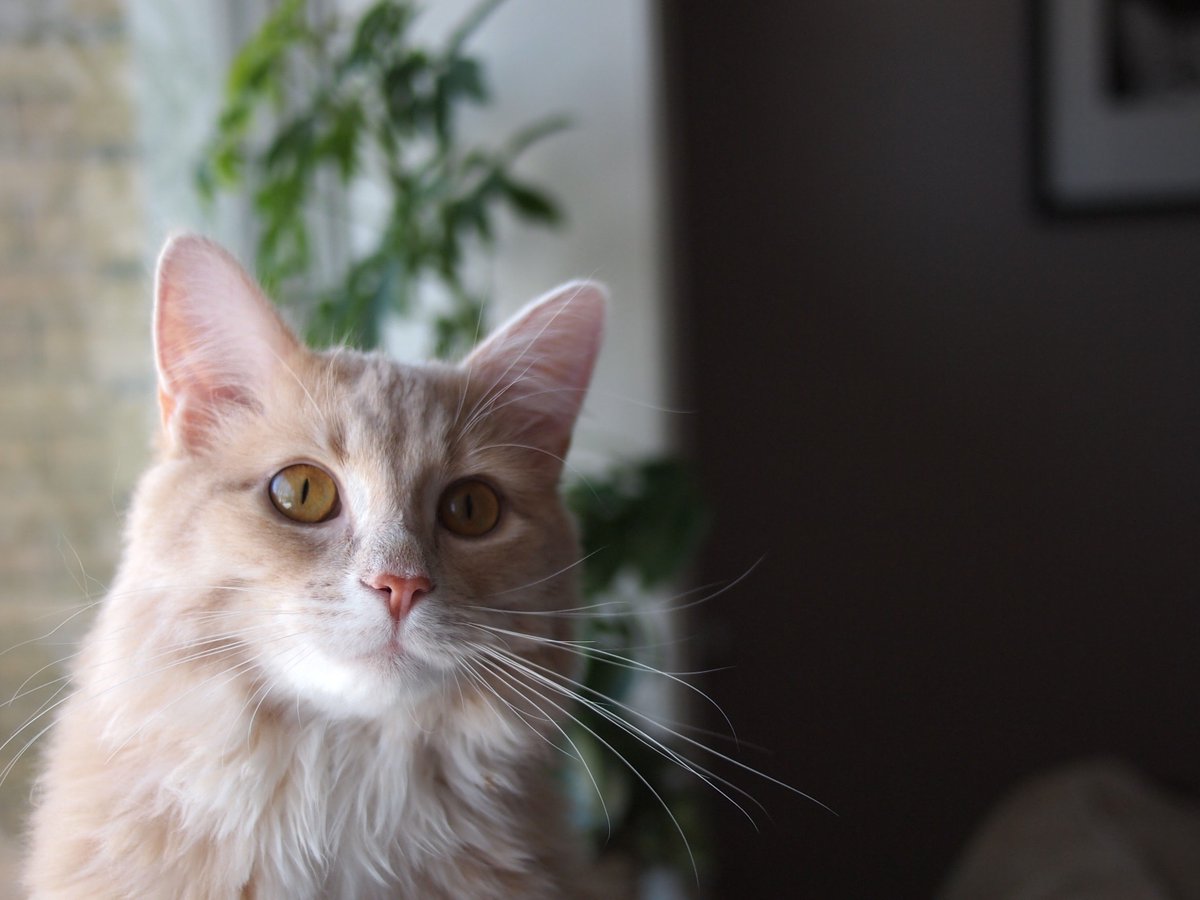 HollieKF's tweet photo. What's that? It's #CatWeek? Joey is ready to get his rating from @TheEllenShow! #EllenRateMyCat https://t.co/JWDoGVjjtc