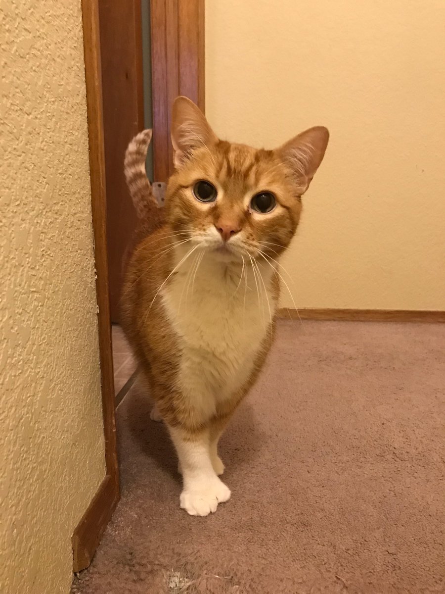 valkilmer2016's tweet photo. @mariabamfoo My 7 toed big baby Skip !!! https://t.co/uPp8CMpAHb