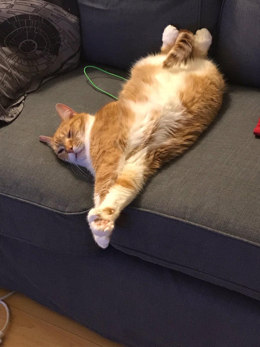 valkilmer2016's tweet photo. @mariabamfoo My 7 toed big baby Skip !!! https://t.co/uPp8CMpAHb