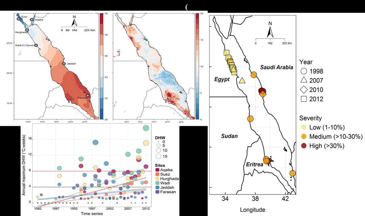 Thermal refugia against coral bleaching throughout the northern Red Sea buff.ly/2x4fOab <a href="/DavidJSuggett/">David J Suggett</a> <a href="/djsmitc/">Prof David J Smith</a>