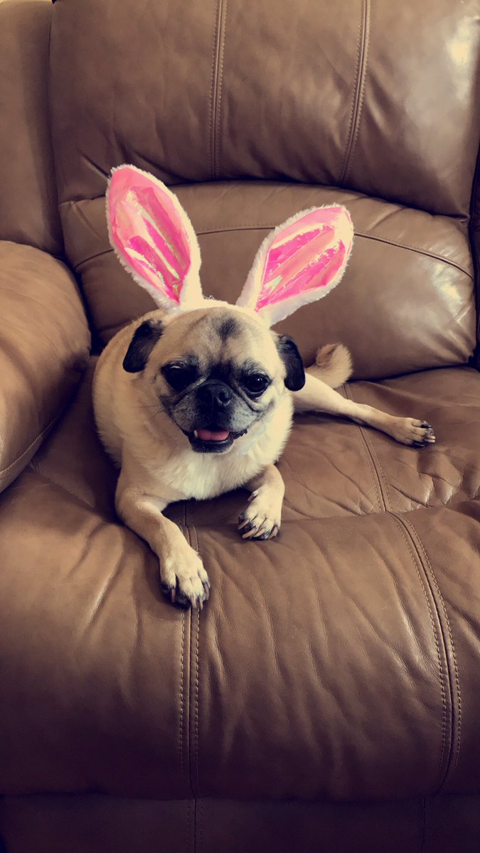 SheilaBrady16's tweet photo. This is Louie! He has a 6" thick file at the vets from his many adventures. His Aunt taught him to scream. #pugchat #GoodThingImCute https://t.co/mINAMgW25a