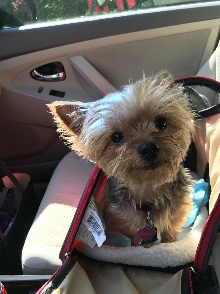 Ms. D's Buggy Bunch (@buggybunch) on Twitter photo 