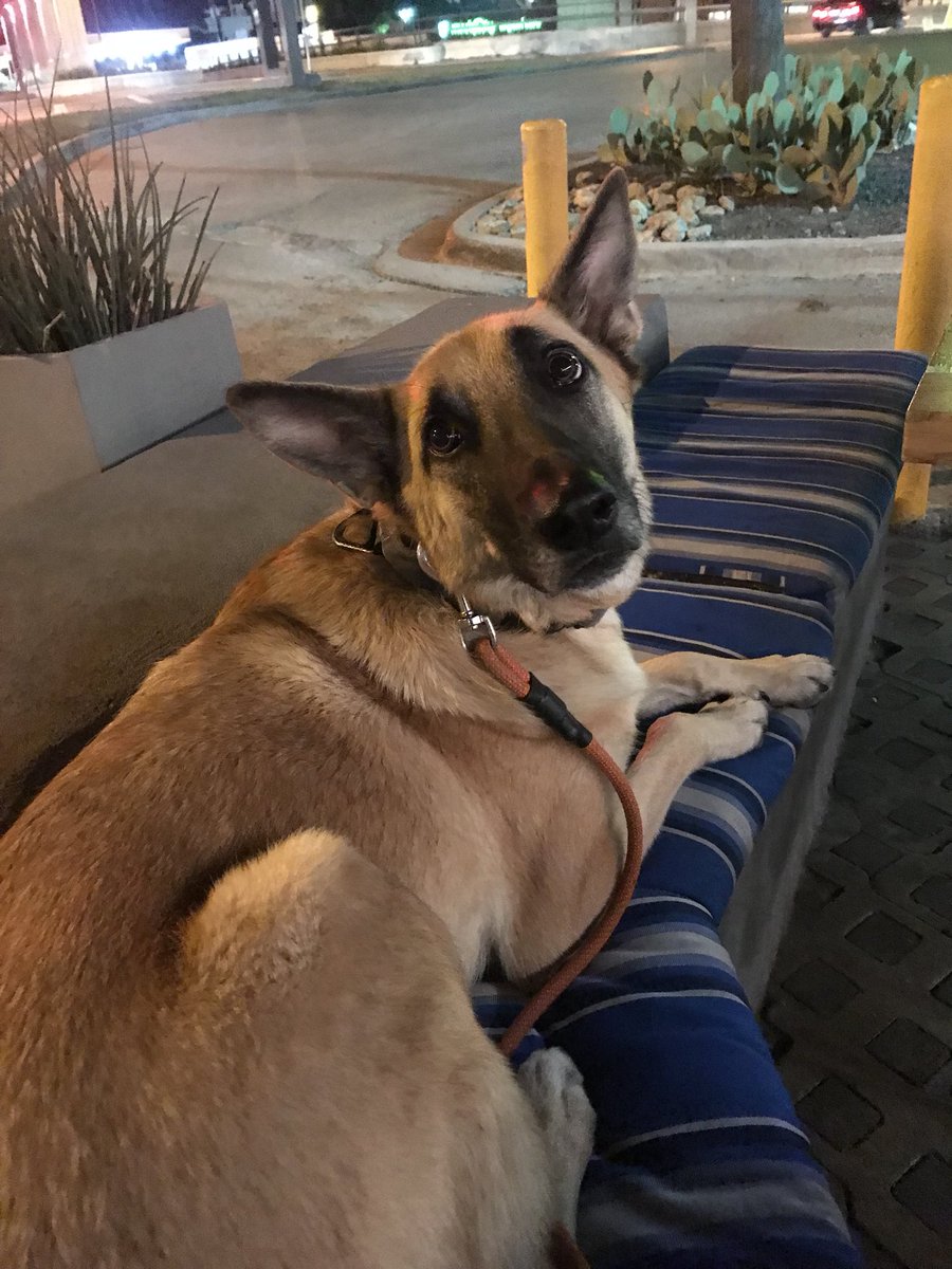 kyleGDA's tweet photo. #IfItWerentForDogs then I wouldn’t get so happy seeing these eyes https://t.co/jc93jgMIWd
