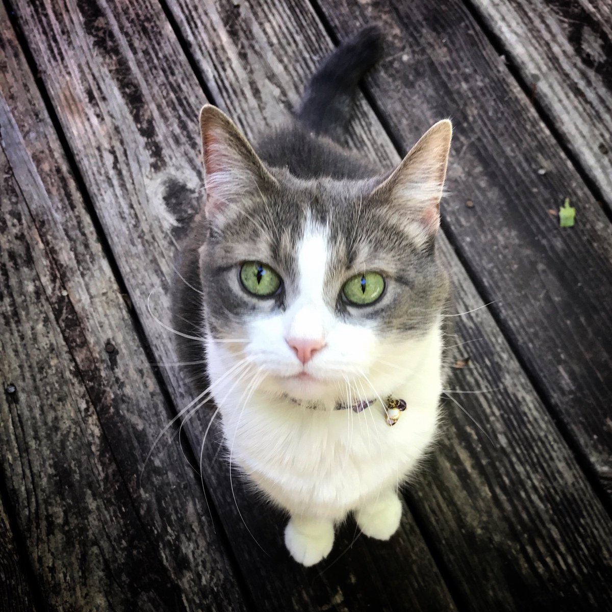leeculberson's tweet photo. The whole family needs #EllenRateMyCat to happen during #catweek  Tiny Cat Misty is ready for her closeup! 👀 https://t.co/SPPiVZbBob