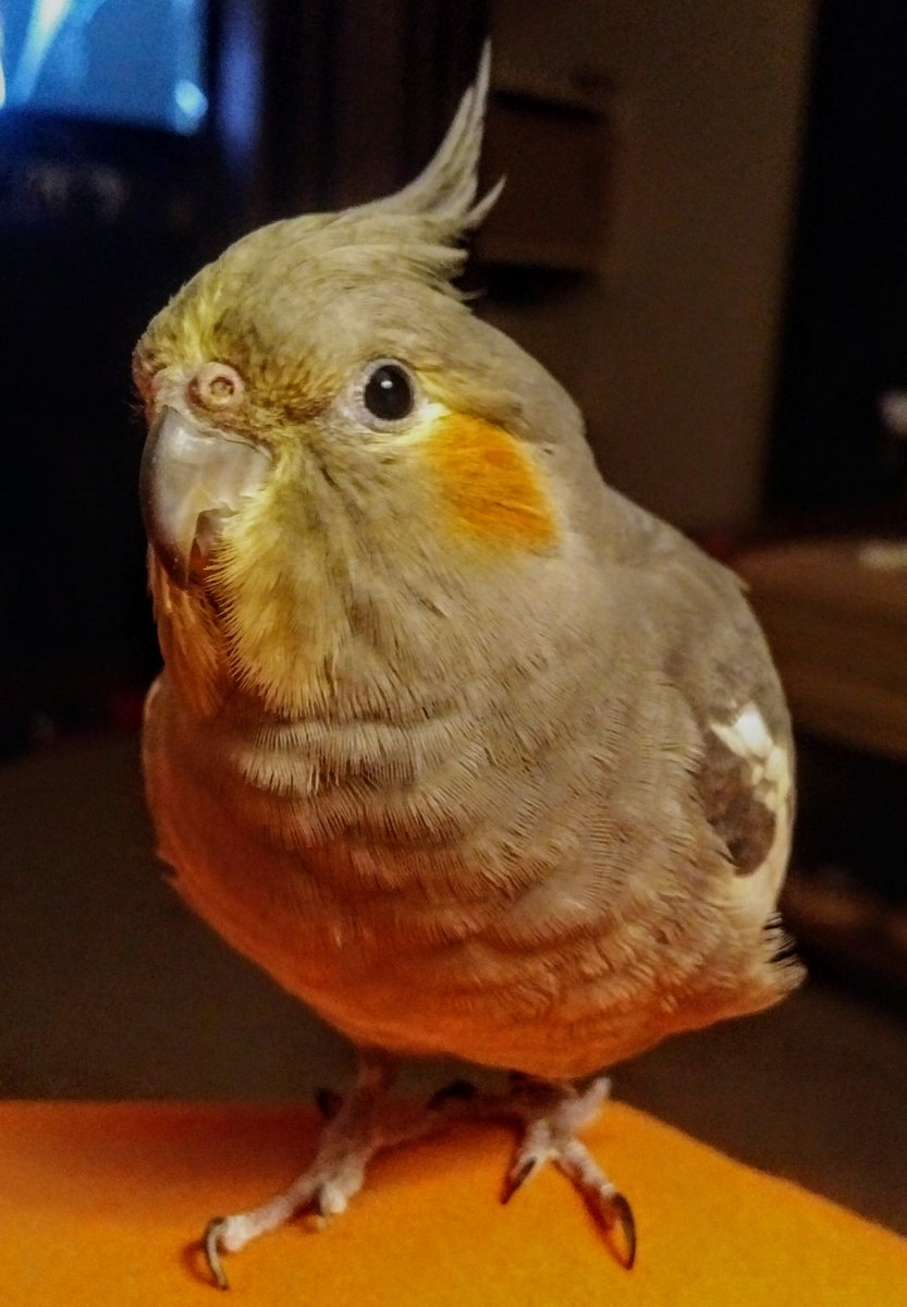 AWildStarly's tweet photo. Here I am looking adorable, like I do. It's kind of my thing. https://t.co/kmxMRHRIXf