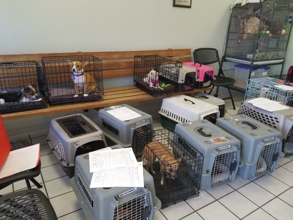 42 dogs are headed to their forever homes in Canada tomorrow. Yes, we transport! 🚎💨 #rescuefosteradopt