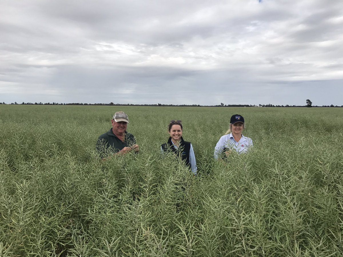 Judging Canola w/ @NSWDPI_AGRONOMY at Ganmain 2day. Good crops despite dry &amp; frost. Est of 1.3 - 2 t/ha. #ganmain #canola #erinvale #ANZAgri