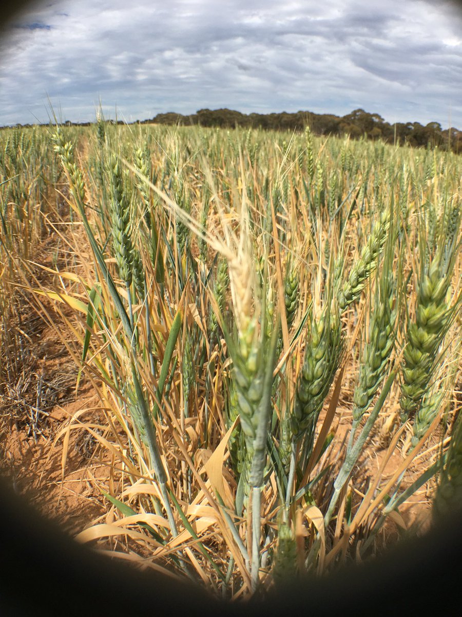 Imharidadu's tweet photo. Bit of frost in wheat 🌾 #grownotesalert #GIAVcroptour @GIAVcroptour https://t.co/kx6D7OWH6k