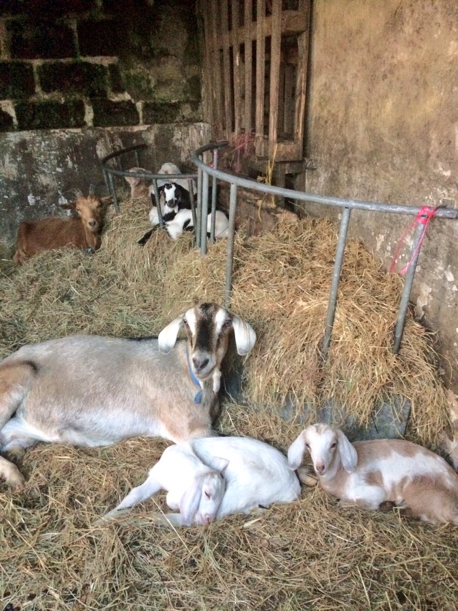 ChannelVFarm's tweet image. Good morning from the babies of Channel View Farm! #goats #Autumnwatch
