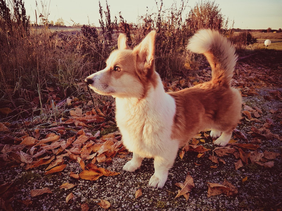 amigo_doge's tweet photo. Good frosty morning ❄ https://t.co/PGne8Ms0jt