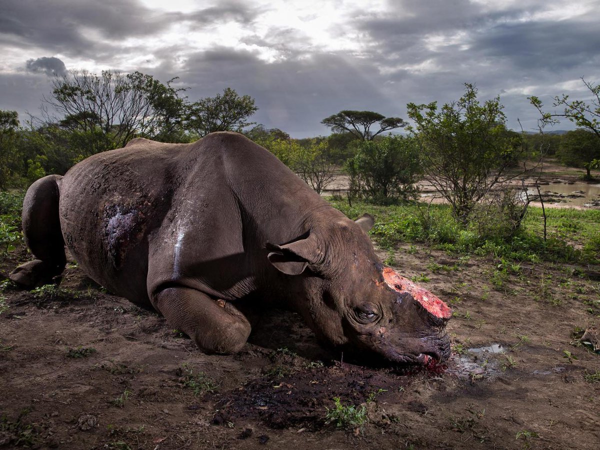 Shocking image of black #rhino killed by poachers wins #Wildlife Photograph of the Year goo.gl/77EjdP #WidlifeCrime