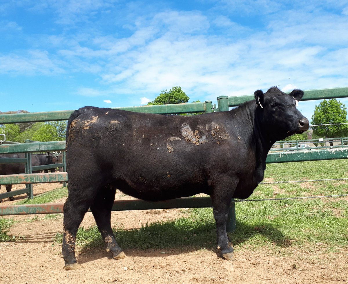 struanp's tweet photo. Lot 181. Millah Murrah Prue M4 sells for an AUSTRALIAN ALL BREEDS FEMALE RECORD $190000 to Brooklana Angus Stud, NSW at the Millah Murrah Angus Female Sale. https://t.co/3XgUXPSQKE