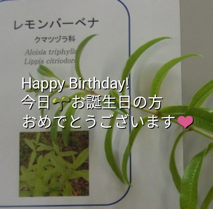 Joze ジョゼッち𝒥 10月19日誕生日花と花言葉 レモンバーベナ 花言葉 魅惑 地中海沿岸が原産地の非耐寒性のハーブです レモンのような甘い柑橘系の香りを持ちます 和名はコウスイボクといいます Tee T Co Fdjrsesmh8 T Co
