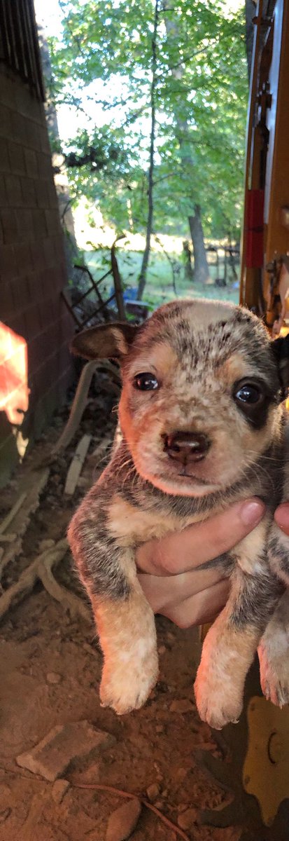 HannahJamma's tweet photo. @dog_rates please name my dog. She is a 3 week old Blue Heeler and I need ur help https://t.co/7aJXXmhUt4