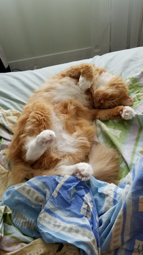 MoyPower's tweet photo. Belly Rubs? Alright https://t.co/6t6eFziNQJ