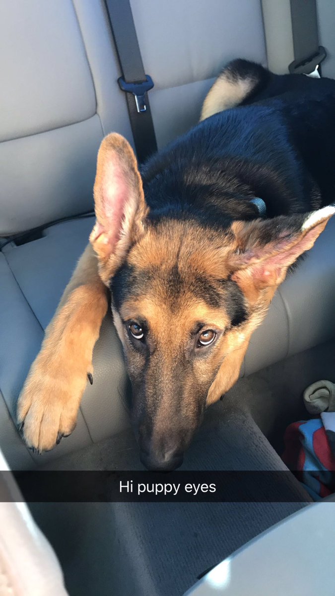 kl4ire's tweet photo. Apollo #pupdate he is a tapehead because one of his ears has flopped #ApollotheGSD https://t.co/A372fVQdCq