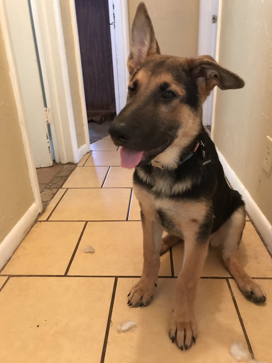 kl4ire's tweet photo. Apollo #pupdate he is a tapehead because one of his ears has flopped #ApollotheGSD https://t.co/A372fVQdCq