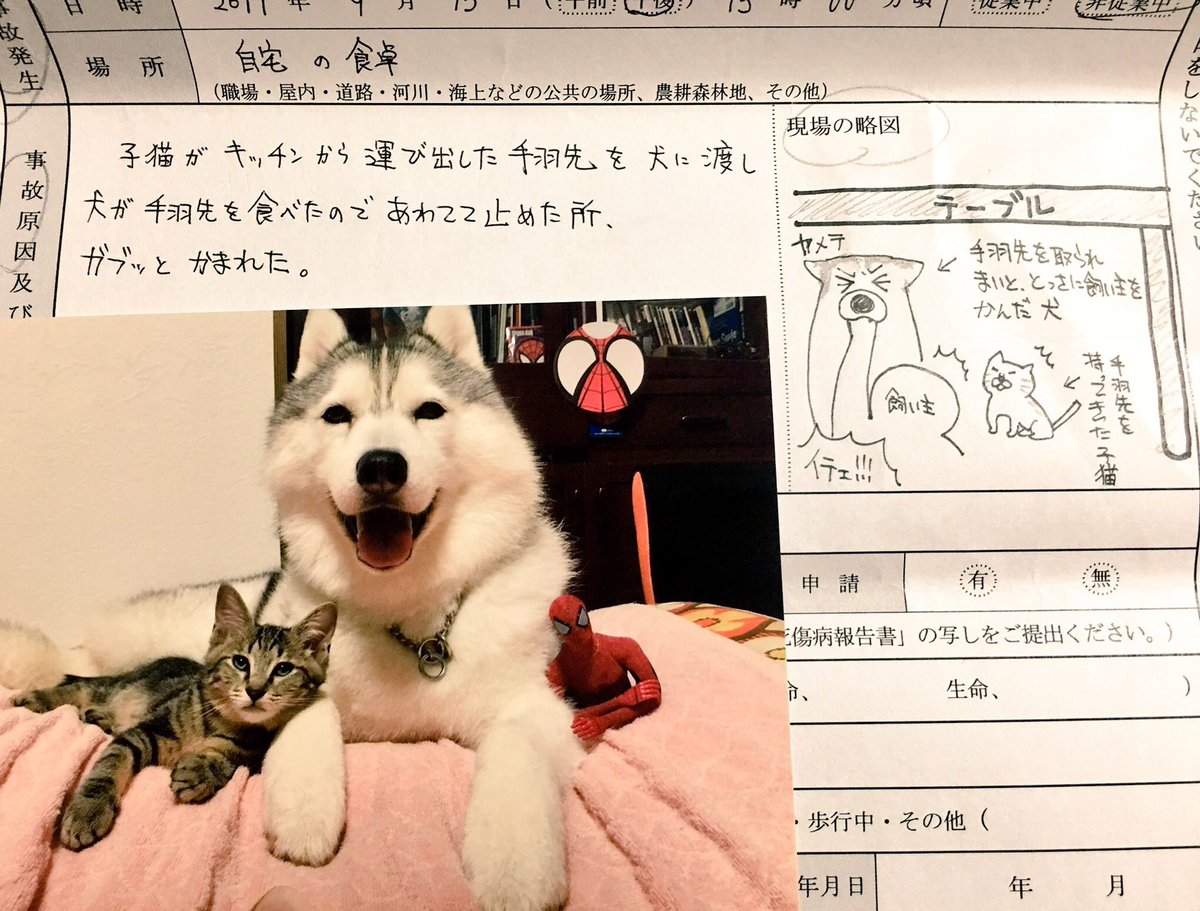 猫とシベリアンハスキーの連携プレイで飼い主が骨折 保険屋に提出したイラストが和む Togetter