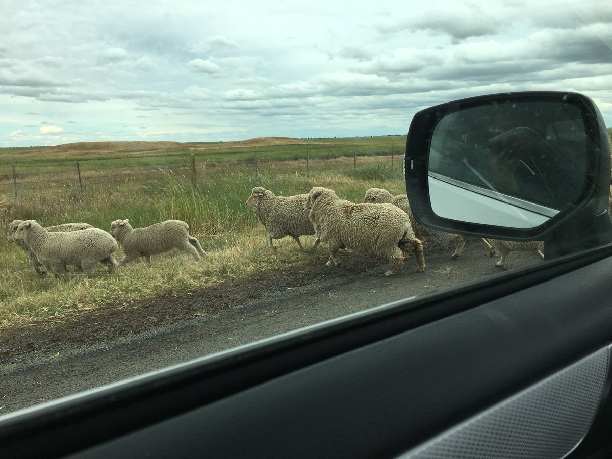 Imharidadu's tweet photo. In btw some sheep on the road # no damage #GIAVcroptour @GIAVcroptour https://t.co/8XY5uYpsZu