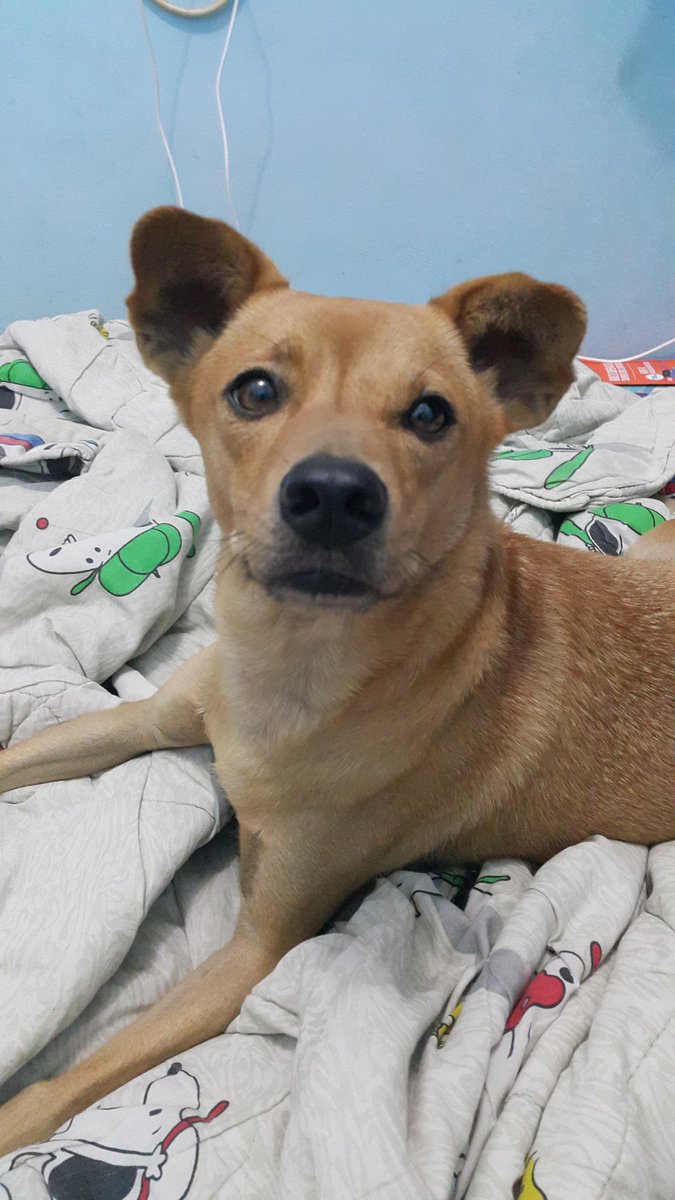 Lady_Silvany's tweet photo. My handsome boy 😍 #dogs #dogsoftwitter #Dog #furkid #juniorladymolly #Throwback https://t.co/ElT3ue8Ue6