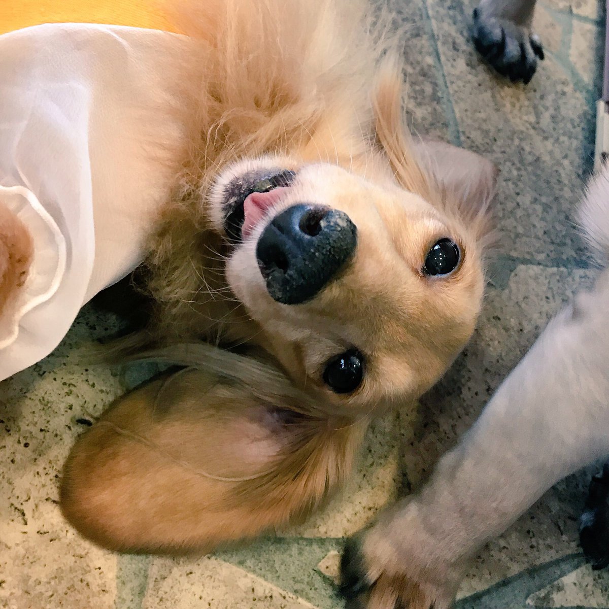 保護犬カフェ 保護猫カフェ 寺田町店 求人のお知らせ 現在寺田町店では正社員スタッフを募集しております 保護犬保護猫たちのために一生懸命働いてくださる方は是非 詳細は寺田町店にお問い合わせくださいm M 06 6712 0715 保護犬