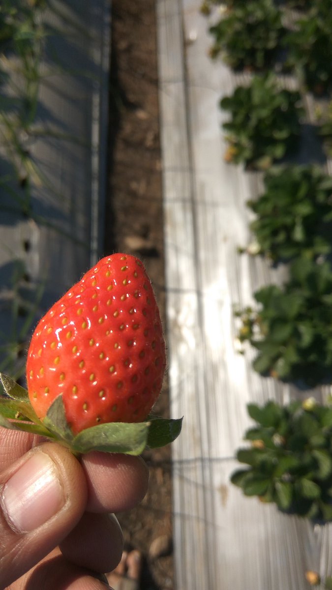 FruitsCoin's tweet photo. #FruitsToken we are starting revolution in ever demanding product in the world.
#Blockchain
#FruitsICO
#BlockchainFarming
#TokenFarming https://t.co/USEdLtrrAr