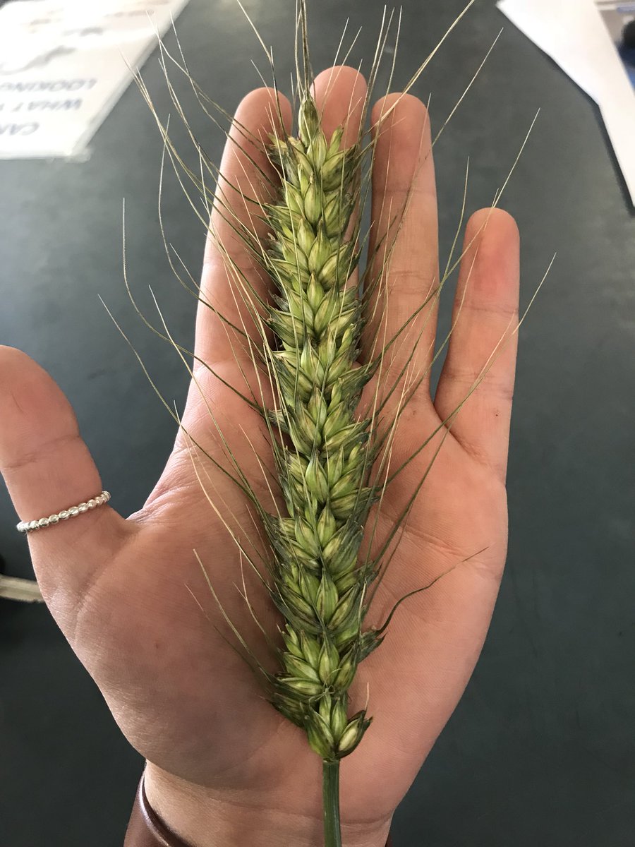 Cassidy Chambers tweet media