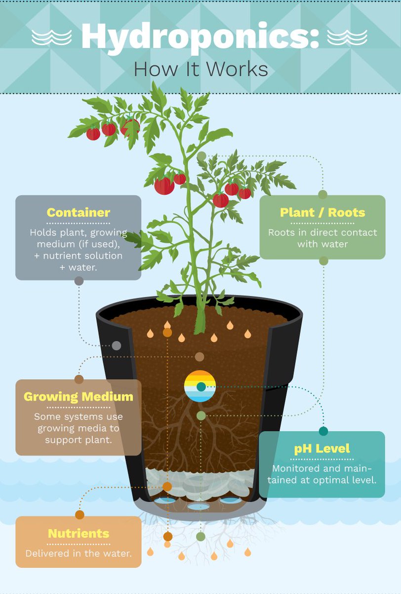 basil_grower's tweet photo. How #hydroponics works (a comprehensive tutorial): 

>>> https://t.co/iYnHXltgaI https://t.co/Mz5bW4LhWd