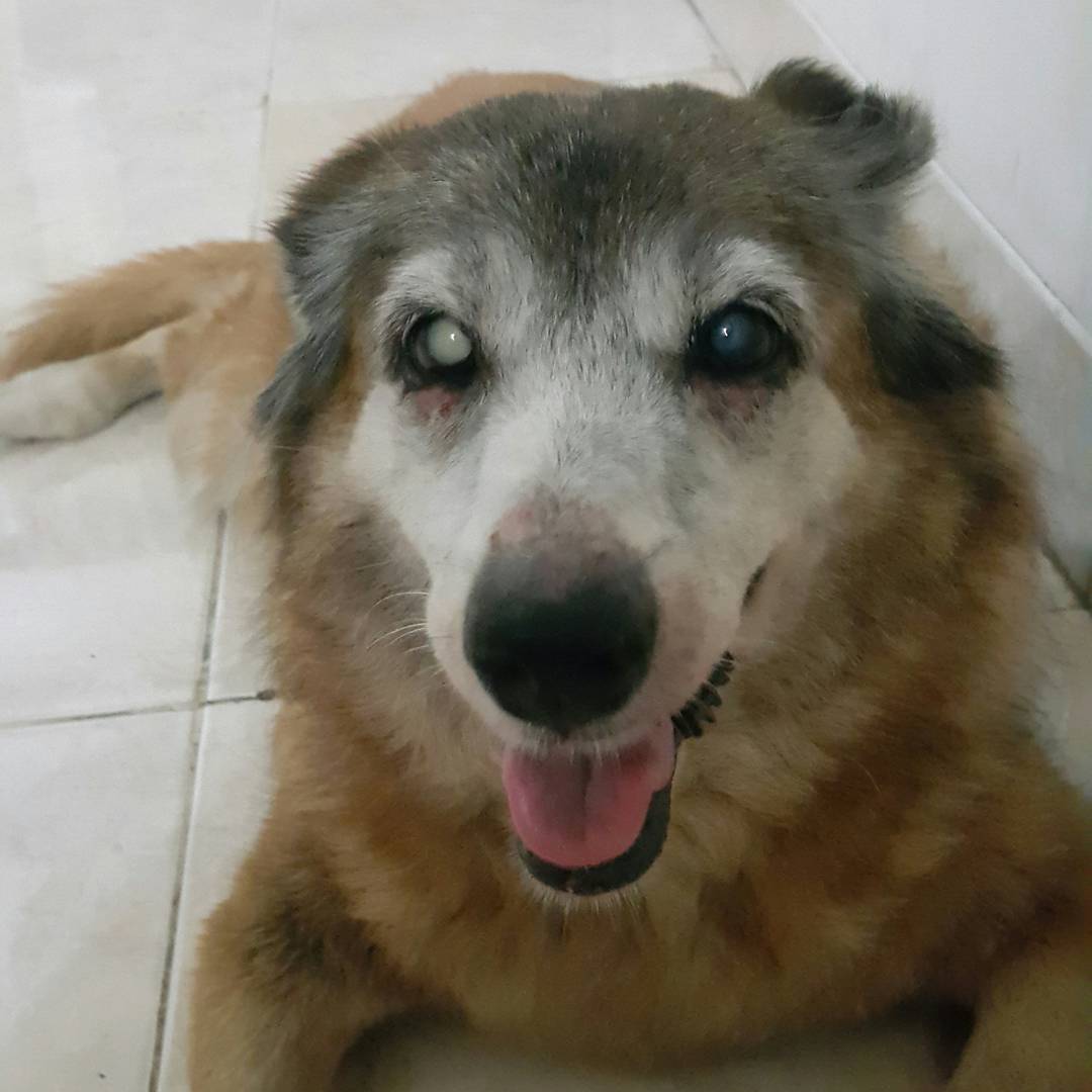 Lady_Silvany's tweet photo. My beloved senior dog, Molly 17 y.o. who already pass away this year.miss her so much #dogs #dogsoftwitter #seniordog #juniorladymolly #Dog https://t.co/LqAS4BoRjT