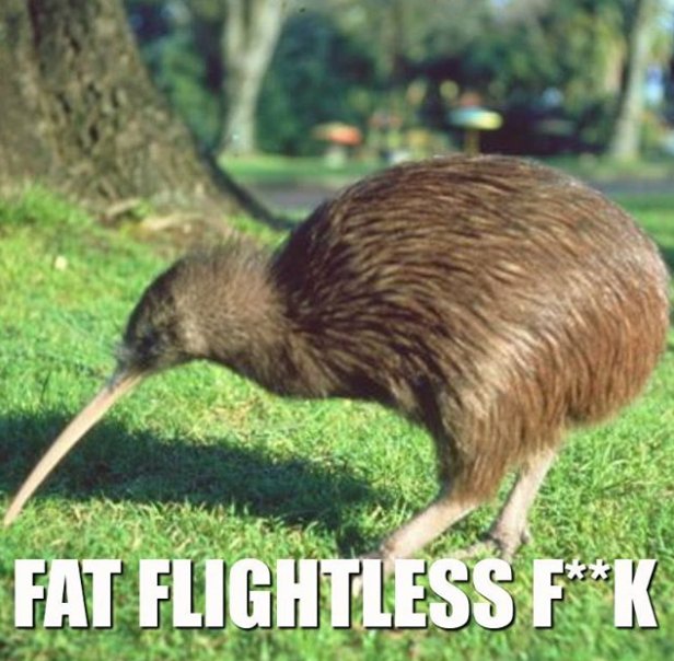 ThePoke's tweet image. #recap Allegations of vote rigging: it’s New Zealand’s Bird of the Year competition!  [7 Pics]

thepoke.co.uk/2017/10/18/all…