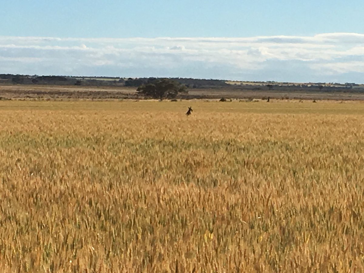 Imharidadu's tweet photo. Kangaroo watching the proceedings this morning # Barley #wheat #GIAVcroptour @GIAVcroptour https://t.co/ujLSCA7M4v