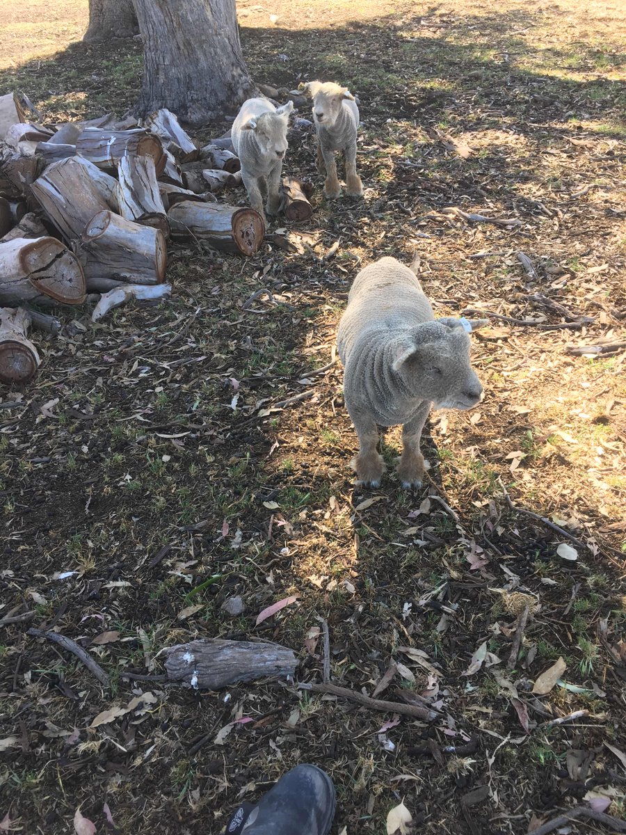 SHORT_SHEEP's tweet photo. Some days I feel like I should be named “Mary”... 

#shortsheep #ReneeTonySueHadLittleLambs https://t.co/1KzhRQfg4s