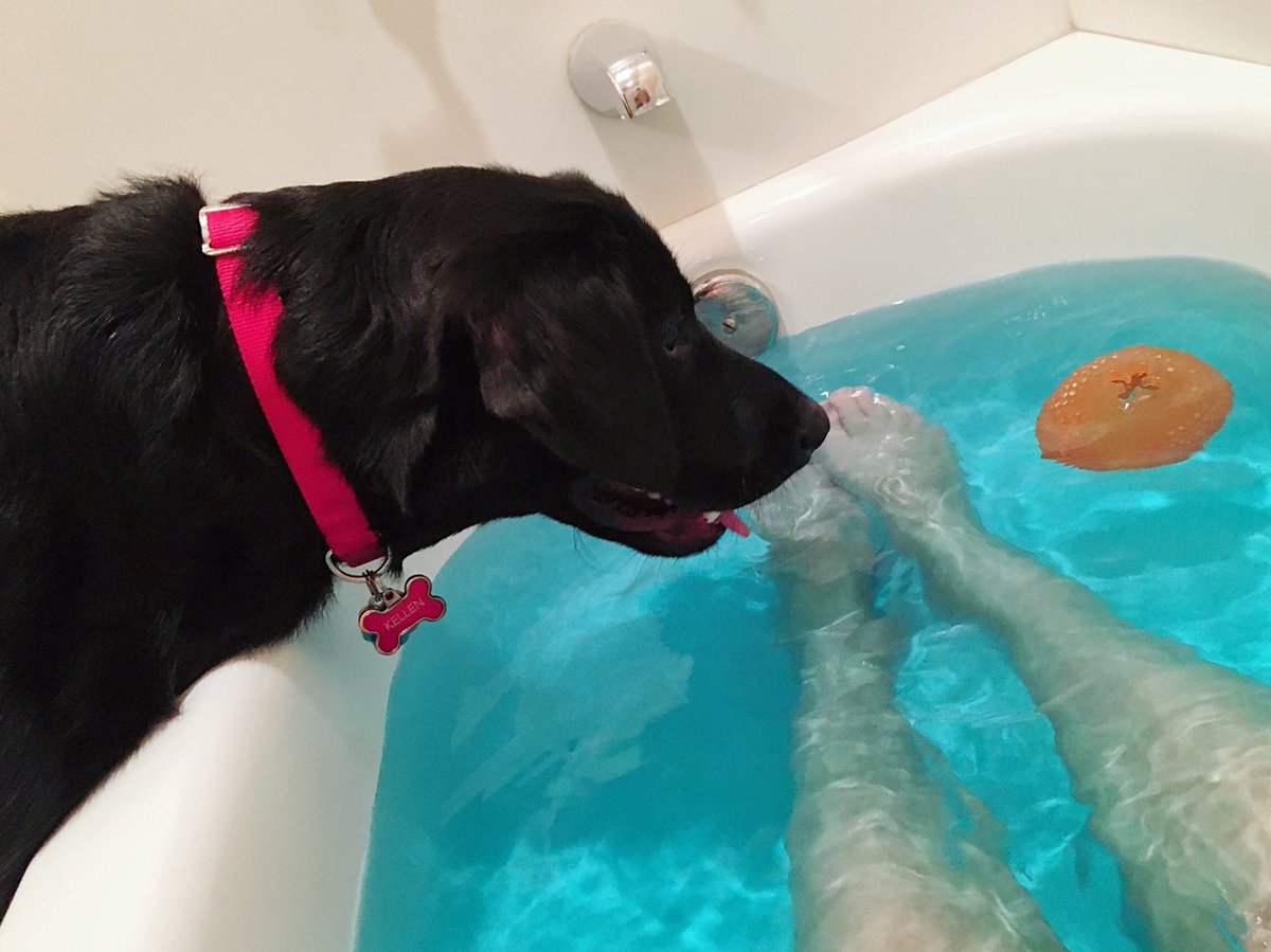maltyler's tweet photo. When you’re just trying to enjoy a nice bath. 🙄🐕❓🤷🏻‍♀️ #waterdog #lushbomb #labradorable https://t.co/zsRNkITj2s