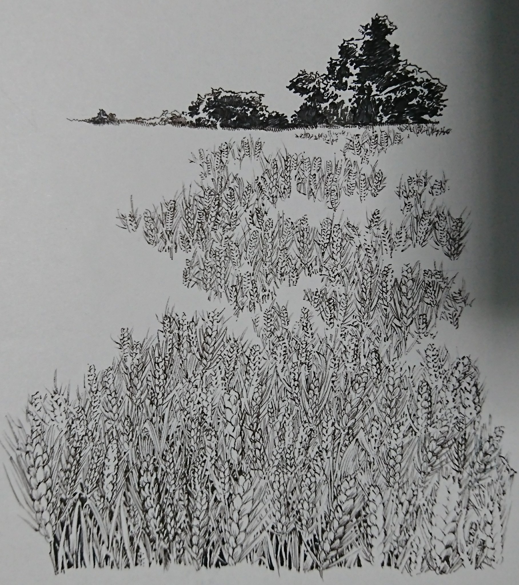 佐藤夕子 麦畑や草原とか描くときにしてるやり方です 佐藤夕子 麦畑や草原とか描くときにしてるやり方です
