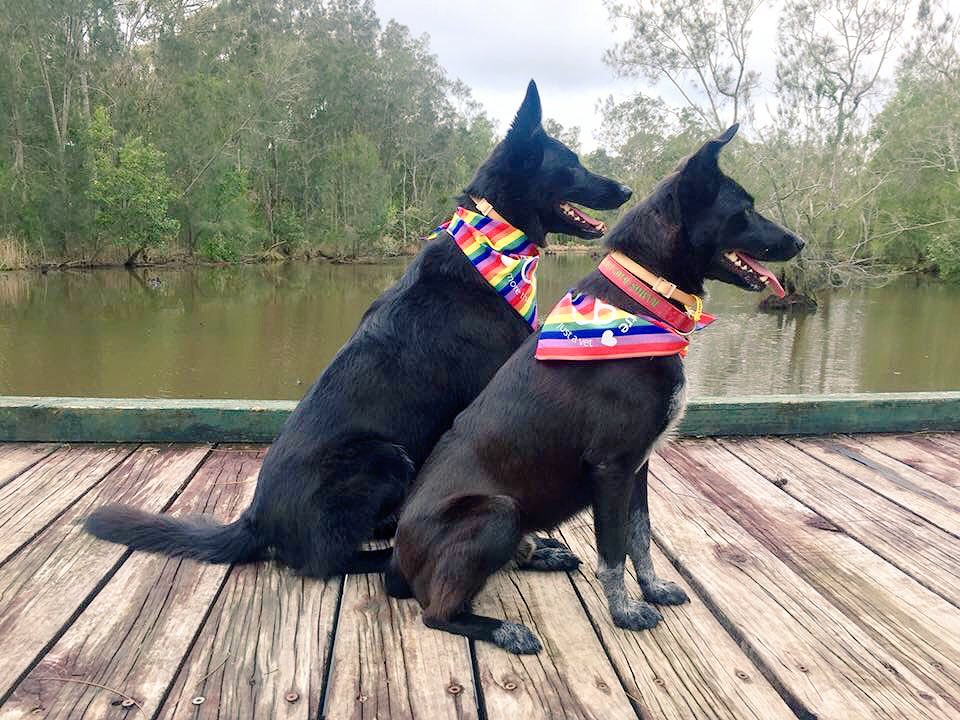 CathMayorMayNot's tweet photo. Ramos + Ravi looking sharp in their #petwellnesscentre rainbow bandannas, reminding everyone to get their forms in! #doggos4yes #loveislove https://t.co/DLuViuFxHd