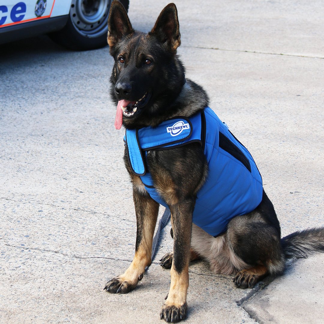 OzDogLover's tweet photo. WIN 1 x #TechKewl Cooling #Dog Coat (up to $240 value) in our 2nd Birthday Comp to keep your #pooch cool in #summer
https://t.co/YXuS5JcPI8 https://t.co/dNTGwIQVbN