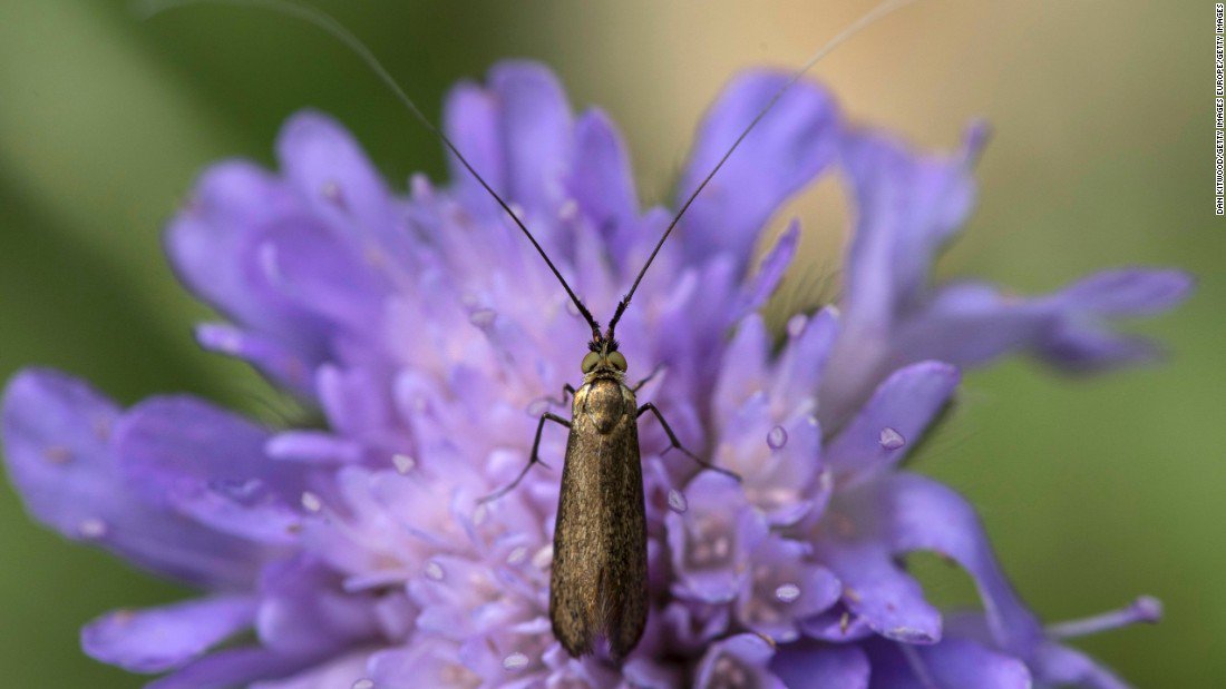 A new study suggests insect populations have declined by 75% over 3 decades cnn.it/2yytPi8
